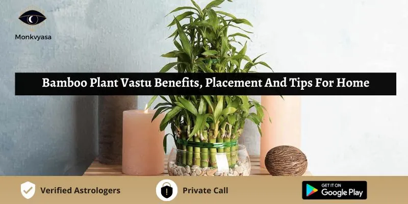 Bamboo Plant Vastu Benefits, Placement And Tips For Home | Monkvyasa