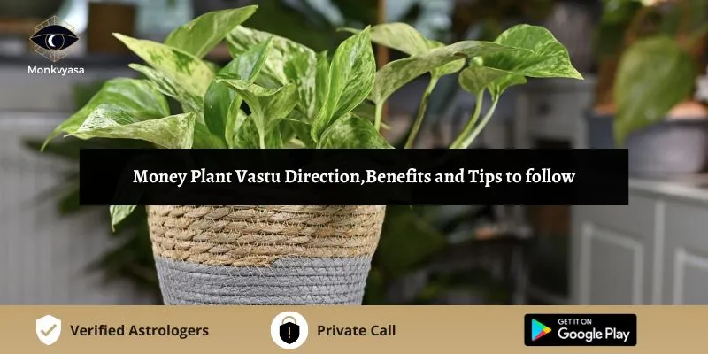 Money Plant Vastu Direction, Benefits And Tips To Follow | Monkvyasa
